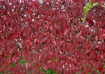 VIRGINIA CREEPER - Parthenocissus quinquefolia 125 mm pot