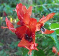 HUMMINGBIRD PLANT - Ruttya fruiticosa 125 mm pot