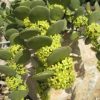 DOLLAR VINE - Xerosicyos danguyi 75 mm pot