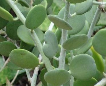 DOLLAR VINE - Xerosicyos danguyi 75 mm pot