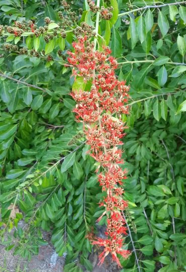 FLAME CREEPER - Combretum mycrophyllum var. paniculatum 125 mm pot