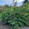FLAME CREEPER - Combretum mycrophyllum var. paniculatum 125 mm pot