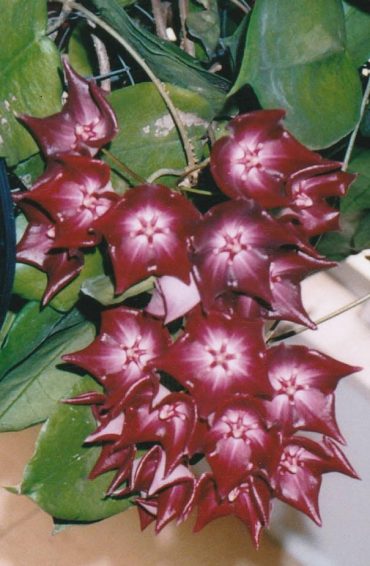 HOYA MACGILLIVRAYII - IML 0015-ssp. Langkelly Creek - 75mm