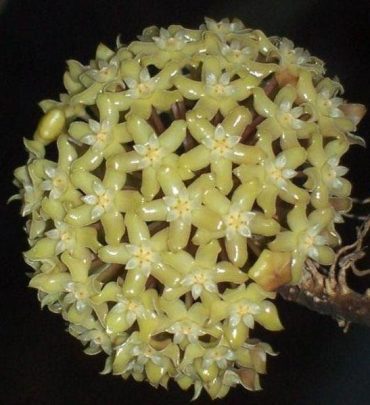 HOYA MERRILLII - IML 0465-75 mm pot
