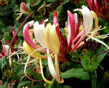 HONEYSUCKLE 'FLORIDA' - Lonicera periclymenum 125 mm pot