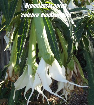HANDKERCHIEF BRUGMANSIA - Brugmansia aurea Culebra 125mm pot