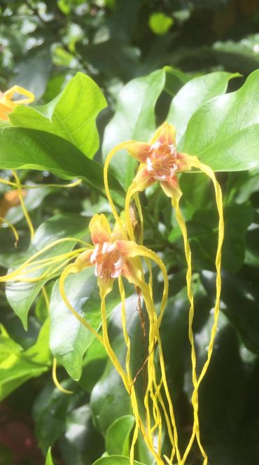 CORKSCREW PLANT - Strophanthus divaricatus - rare - 125mm pot