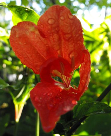 RED RUELLIA - Ruellia affinis 125mm pot rare.