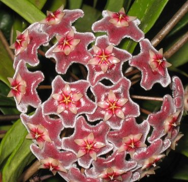 HOYA RED BUTTONS- Hoya pubicalyx IML 0268- 125mm Hanging Basket
