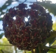 HOYA PURPLE HYBRID - Hoya pubicalyx Purple Hybrid IML 0049-125 mm Hanging Basket rare