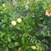 CUP OF GOLD- Solandra maxima 140mm pot