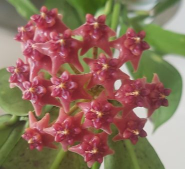HOYA LOBBII ORANGE FORM - IML 1524-75mm - RARE