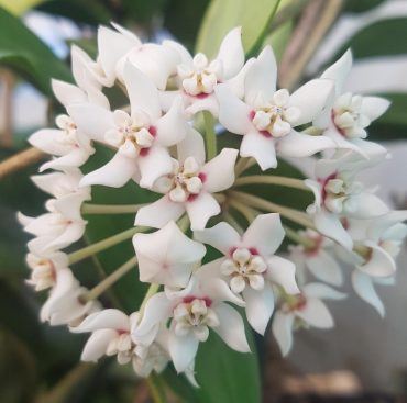 HOYA AUSTRALIS V COMPACTA - 125 mm Hanging Basket