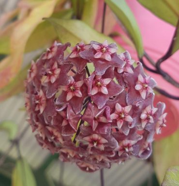HOYA PUBICALYX - SILVER LEAF IML 0195 - 75mm pot