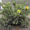 VARIEGATED GOLDEN CHALICE VINE - Solandra maxima variegata 125 mm pot