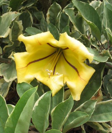 VARIEGATED GOLDEN CHALICE VINE - Solandra maxima variegata 125 mm pot
