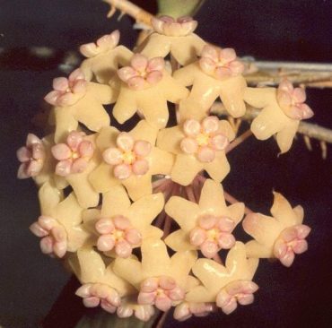 HOYA POTTSII ssp. BUDABADOO - IML 0489 - 125 mm Hanging Basket