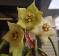 Hoya Pubicalyx Red Buttons - Gabbar Farms