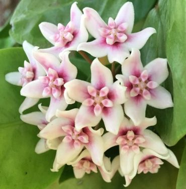 HOYA NAUMANII IML 0198 125 mm Hanging Basket