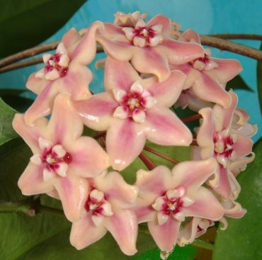 HOYA SUBCALVA IML 0229 - 125mm Hanging Basket