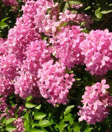 PINK VINE - Cuspidaria convoluta 125 mm pot RARE