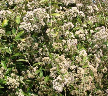 LEE KUAN YEW CREEPER - Vernonia elliptica 125 mm pot Rare