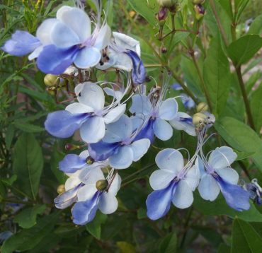 BUTTERFLY BUSH - Clerodendrum ugandense 125mm pot
