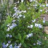 BUTTERFLY BUSH - Clerodendrum ugandense 125mm pot