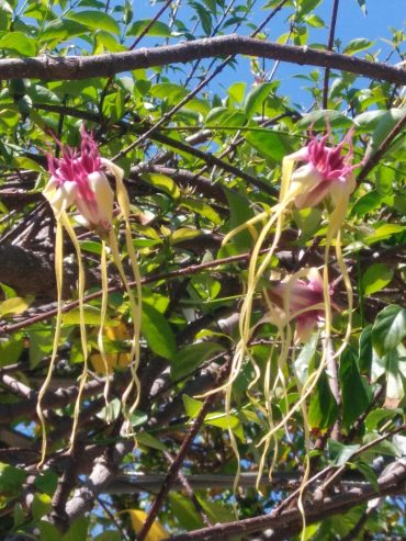CORKSCREW FLOWER - Strophanthus speciosus RARE - 140mm Pot