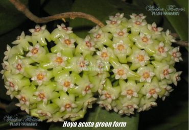 HOYA ACUTA GREEN FORM IML 0146 - 125 mm Hanging Basket