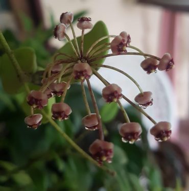 HOYA INCURVULA IML 1163 - 75 mm Pot