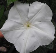 GIANT MOONFLOWER - Ipomoea alba 125 mm pot