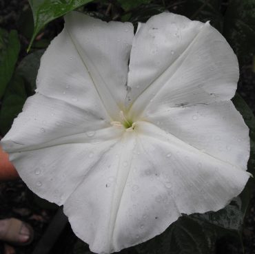 GIANT MOONFLOWER - Ipomoea alba 125 mm pot