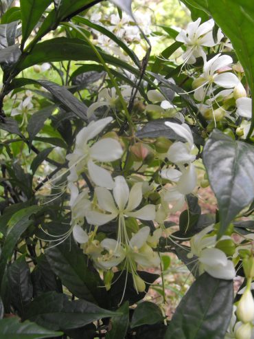 BRIDAL VEIL - Clerodendrum nutans 125 mm Pot