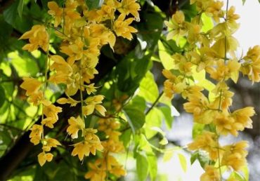 NONG NOOCH VINE - Petreaovitex wolfei RARE- 125 mm pot