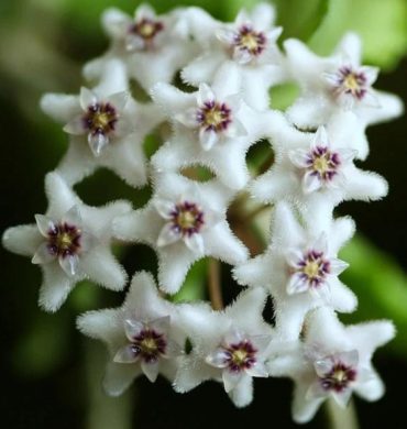 HOYA KANAKUMARIANA RARE - 75 mm pot