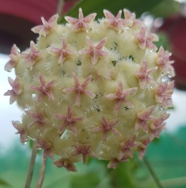HOYA ERYTHROSTEMMA IML 0713 - 75 mm pot