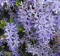 PURPLE WREATH - Petrea volubilis 125 mm pot