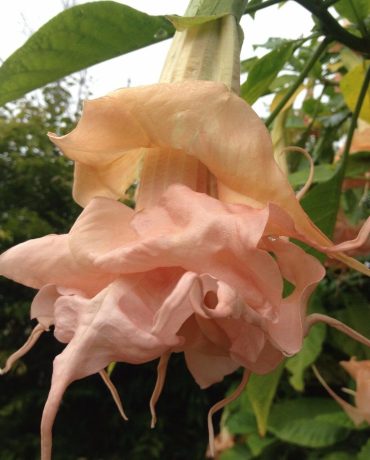 SUGARED ALMOND - Brugmansia cubensis 'Sugared Almond' 125mm pot