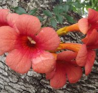 MADAM GALEN - Campsis x tagliabuana 125 mm pot
