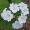 BRAZILIAN CORDIA - Cordia superba - RARE - 125 mm pot