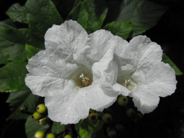 BRAZILIAN CORDIA - Cordia superba - RARE - 125 mm pot