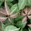 SILVER VEIN CREEPER - Parthenocissus henryana - 125 mm pot