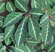 SILVER VEIN CREEPER - Parthenocissus henryana - 125 mm pot