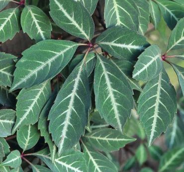SILVER VEIN CREEPER - Parthenocissus henryana - 125 mm pot