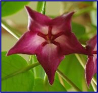 HOYA MACGILLIVRAYI -IML 0017- Hoya macgillivrayi ssp. Massey River -75 mm pot