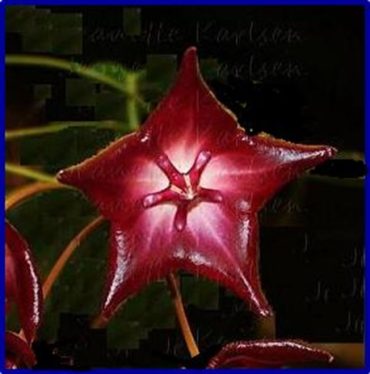 HOYA MACGILLIVRAYI IML 0220 - Hoya macgillivrayi ssp. superba-75 mm pot