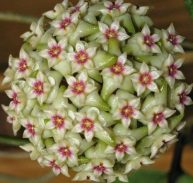 HOYA WIBERGIAE - Hoya wibbergiae- 100 mm Hanging Basket
