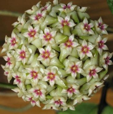HOYA WIBERGIAE - Hoya wibbergiae- 100 mm Hanging Basket