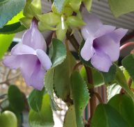 PALIAVANA RARE- Paliavana tenuiflora 125mm pot